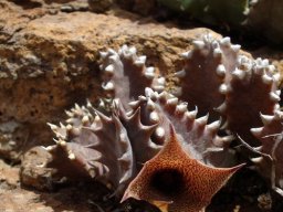 GENERA H